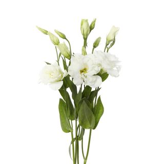 Lisianthus alb