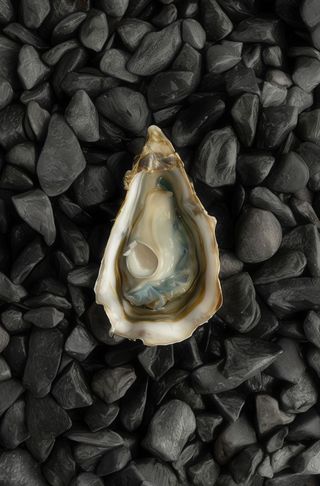 Ostras Fine de Claire N4 (12 Uds.)