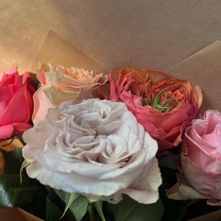 პიონისებრი ვარდი (10ტოტი)