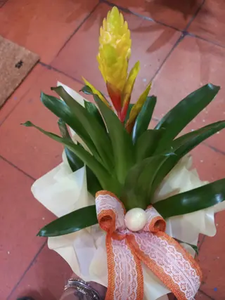 Planta Guzmânia