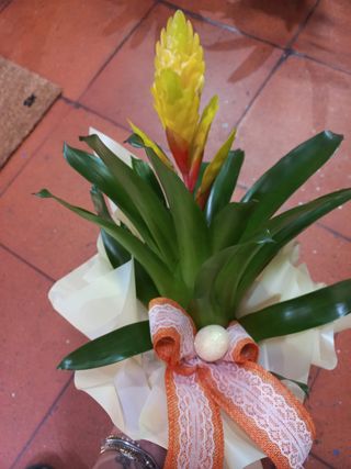 Planta Guzmânia