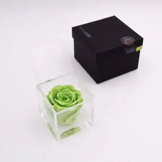 Rosa stabilizzata verde M