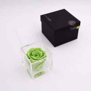 Rosa stabilizzata verde M