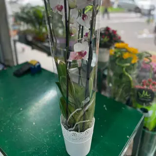 Orchidea bianca da 4 rami 