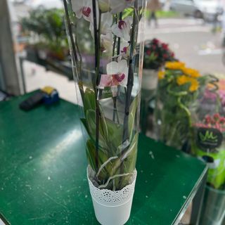 Orchidea bianca da 4 rami 