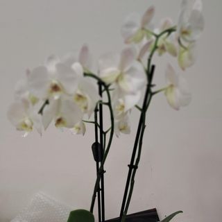 pianta di orchidea bianca elegant