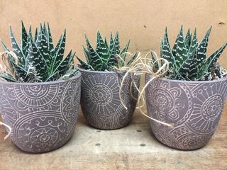 Pianta grassa con vaso di ceramica