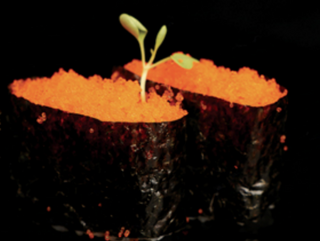 Gunkan Tobiko (4 Uds.)