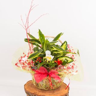 Centro Plantas Grande