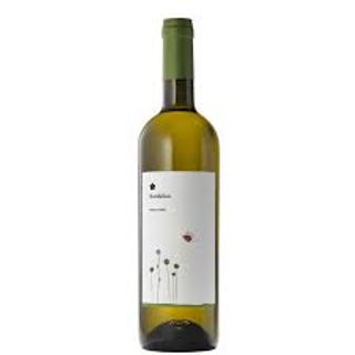Fiordaliso - Umbria