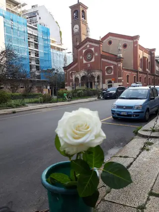 Rosa bianca Ecuador