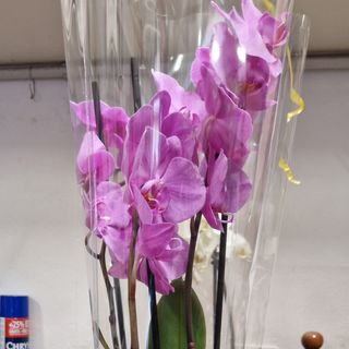 orchidea rosa con vaso ceramica.