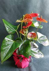 Антуриум (1бр)