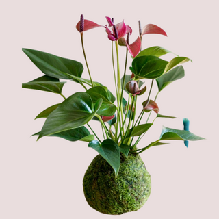 Kokedama Anthurium