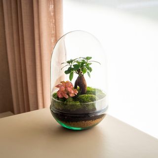 Natura Green - Jardín En Un Bol