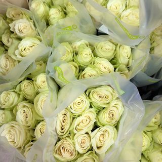 Біла троянда Anthena