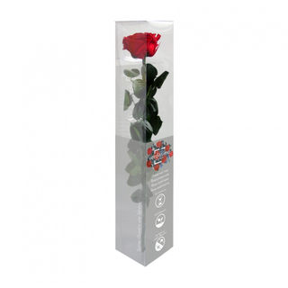 Rosa preservada tallo corto