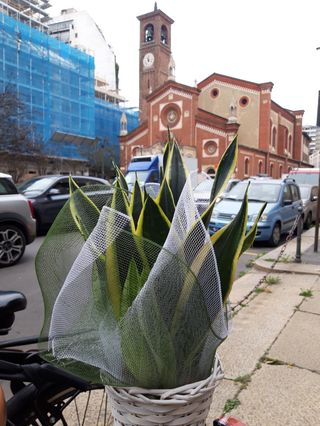 Pianta di sanceberia con sestino 