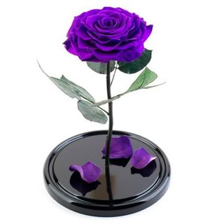 Trandafir Violet Criogenat