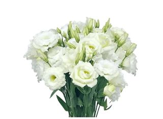 11 Еустоми, Бели | 1 piece