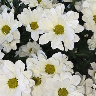  Букет Хризантема