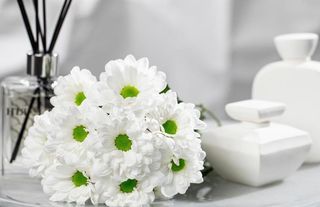 consegna Bouquet 7 margherite bianche 