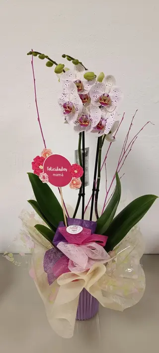 ORQUIDEA