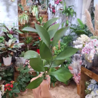 Tallo de Ruscus