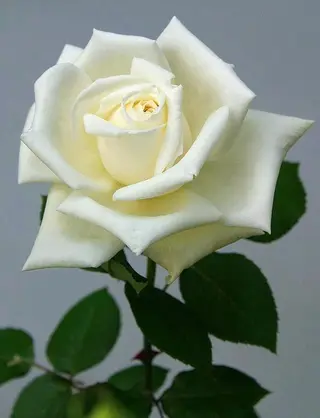Rosa blanca preparada