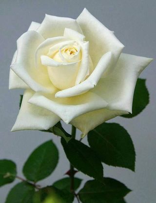 Rosa blanca preparada