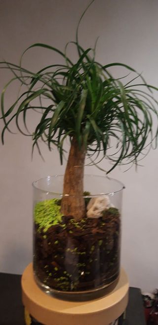 11Pianta di Beaucarnea in vaso di vetro