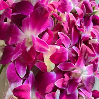 Fascio di orchidee dendrobium e