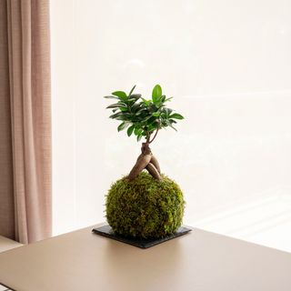 Ficus Ginseng Kokedama