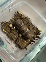 Churros speciale Duplo