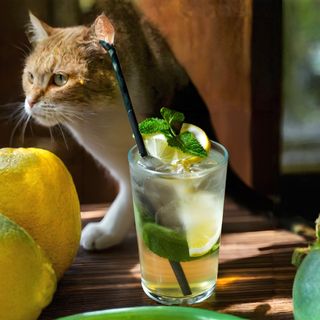 Lemoniada Czarny Bez 400ml