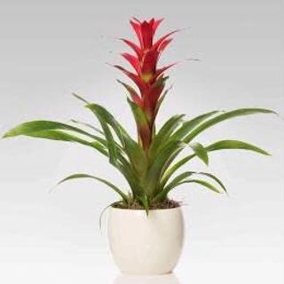 Guzmania rossa con vaso ceramica
