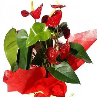 Planta anthurium mediano.