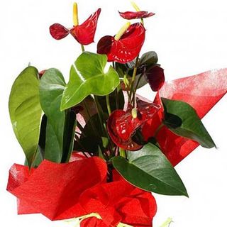 Planta anthurium mediano.