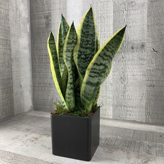Sansevieria con macetero