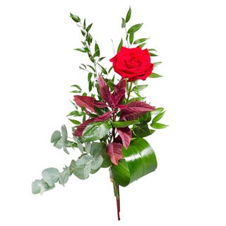 Rosa extra singola Olandese confezionata 