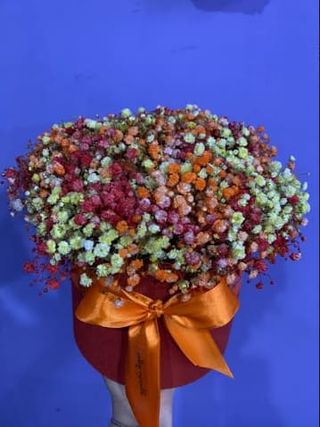 ფერადი გიფსოფილა