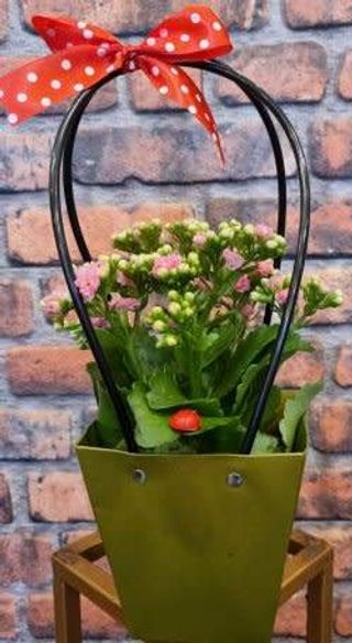 Kalanchoe in posetuta