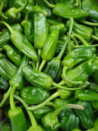 Pimiento Del País Para Freir Una Docena