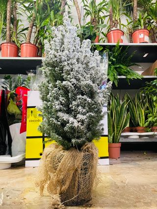 Albero di natale neve