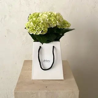 Hortensia verde en planta