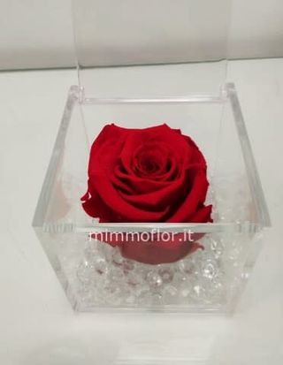 Rosa Rossa stabilizzata misura media