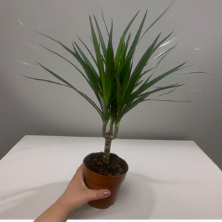 Драцена «Маргіната»