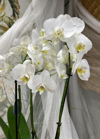 Orquidea Blanca (Macetero Incluido)