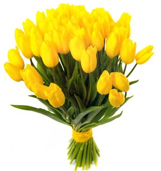 20 tulipani giallo extra