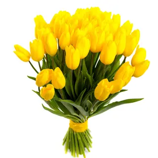 20 tulipani gialli